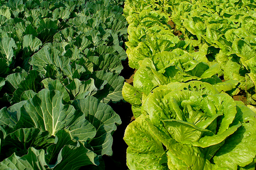 vegetales hojas verdes osteoporosis